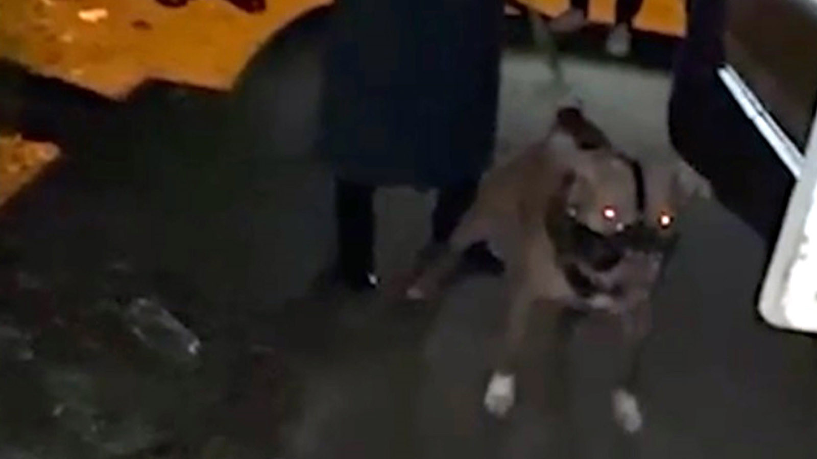 2 kardeşe saldırmıştı... Pitbull dehşetinde şoke eden detay