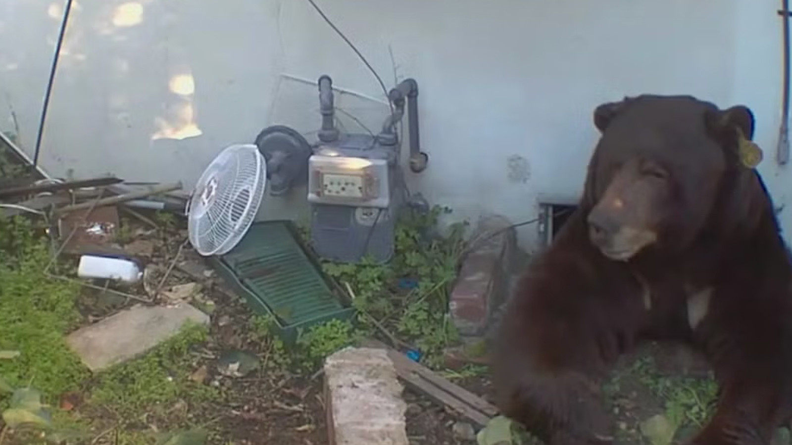 Evinin altından 500 kiloluk ayı çıktı