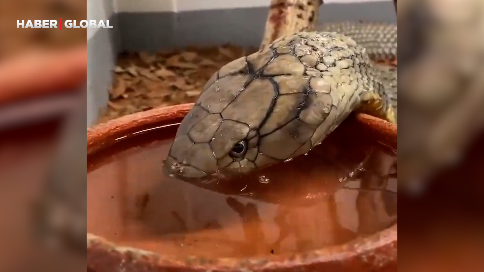 Kral kobra su içerken görüntülendi, yöntemi ise şaşırttı