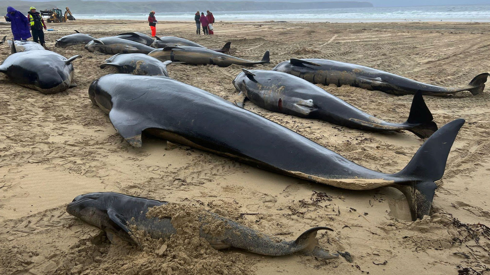 Trump, dünyayı zehirleyecek, canlılar ve insan sağlığı risk altında