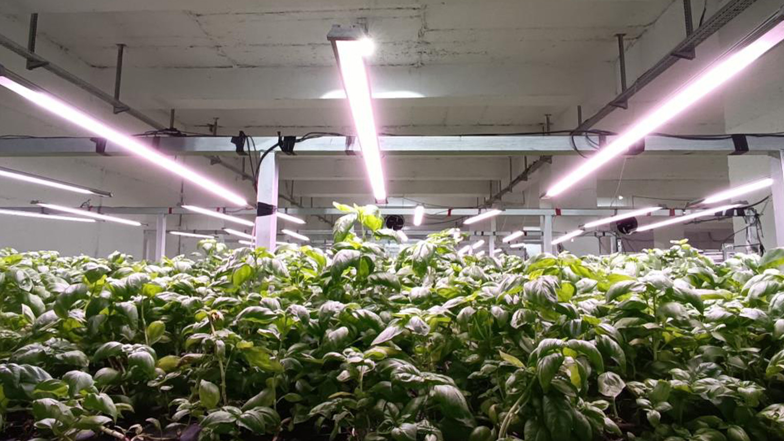 Türkiye'nin en dikkat çekici yatırımı! Dünyada başka bir örneği yok: Toprakta 65 günde, burada 30 günde yetişiyor