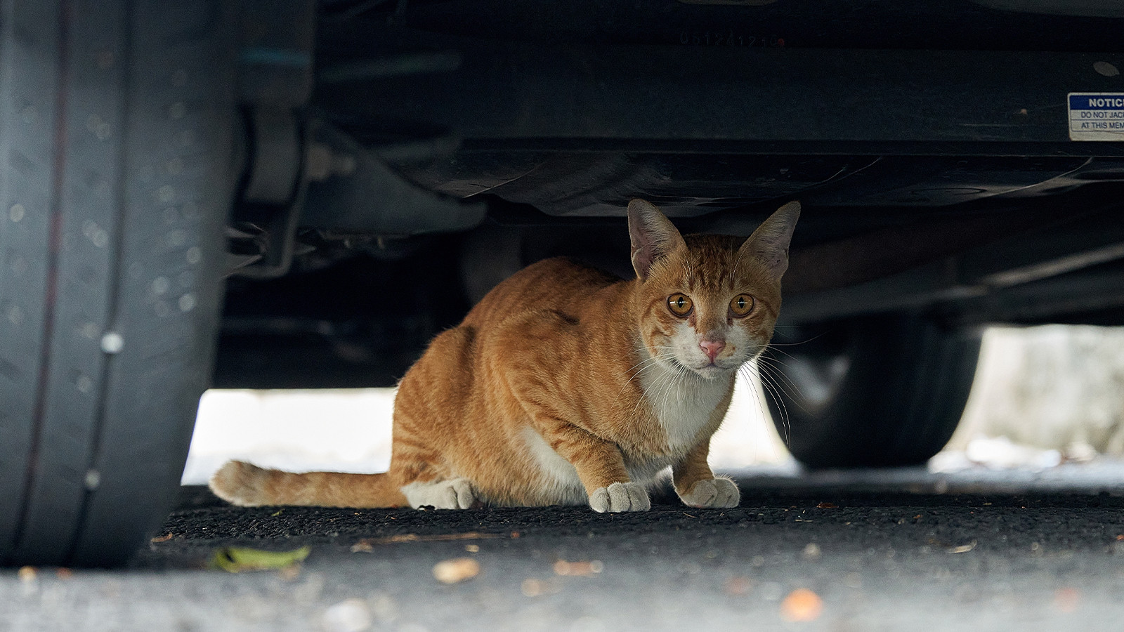 Soğuk havalarda araç motorlarındaki kedilere dikkat!