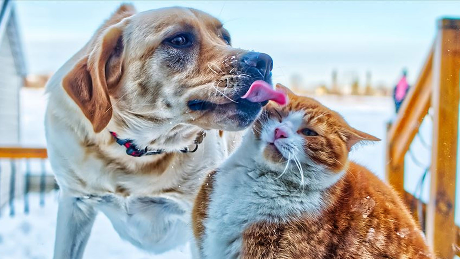 Kedi ve köpek sahipleri dikkat: Son tarih 31 Aralık! İdari yaptırım uygulanacak