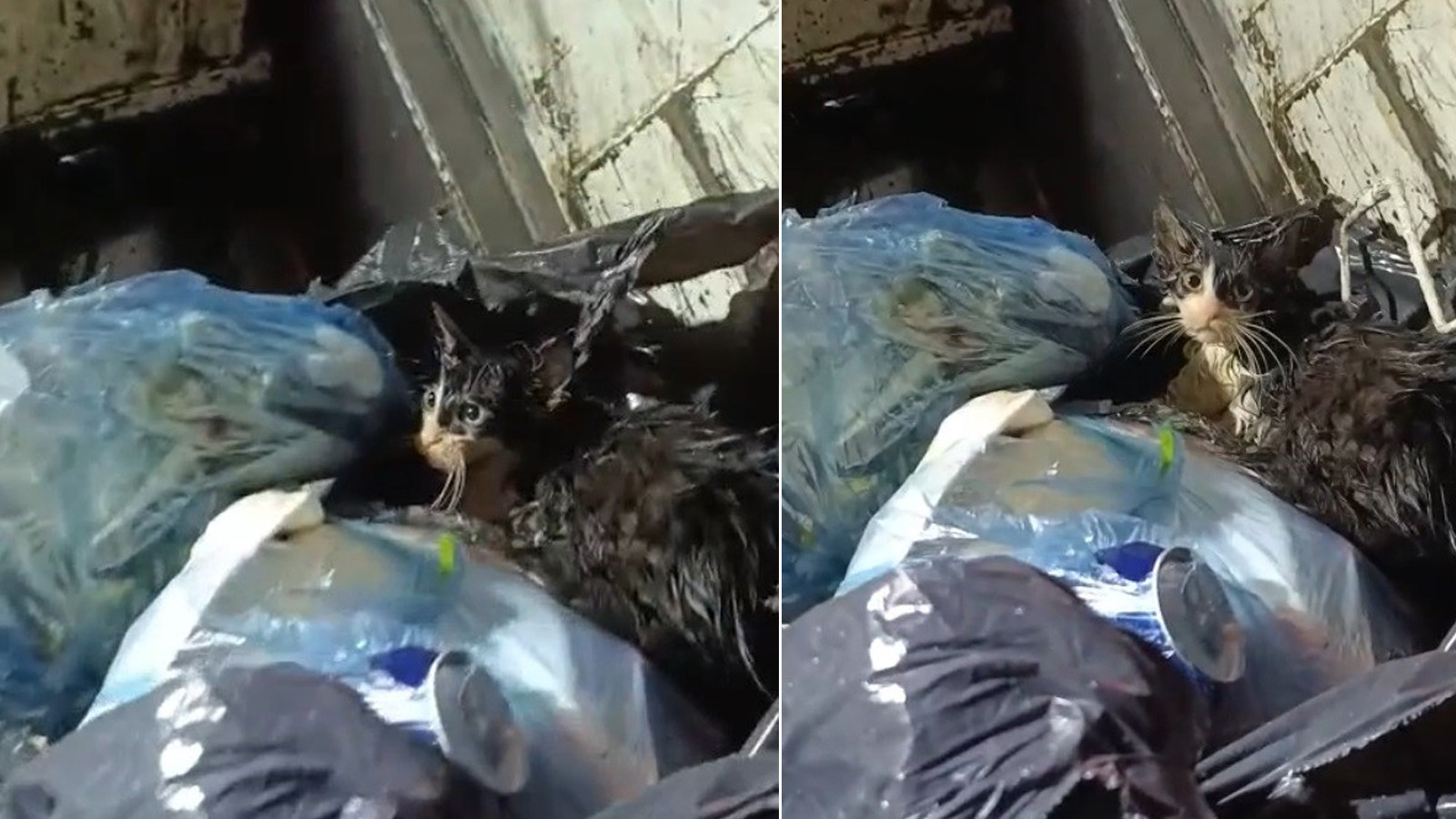 Muğla'da kedi dehşeti!