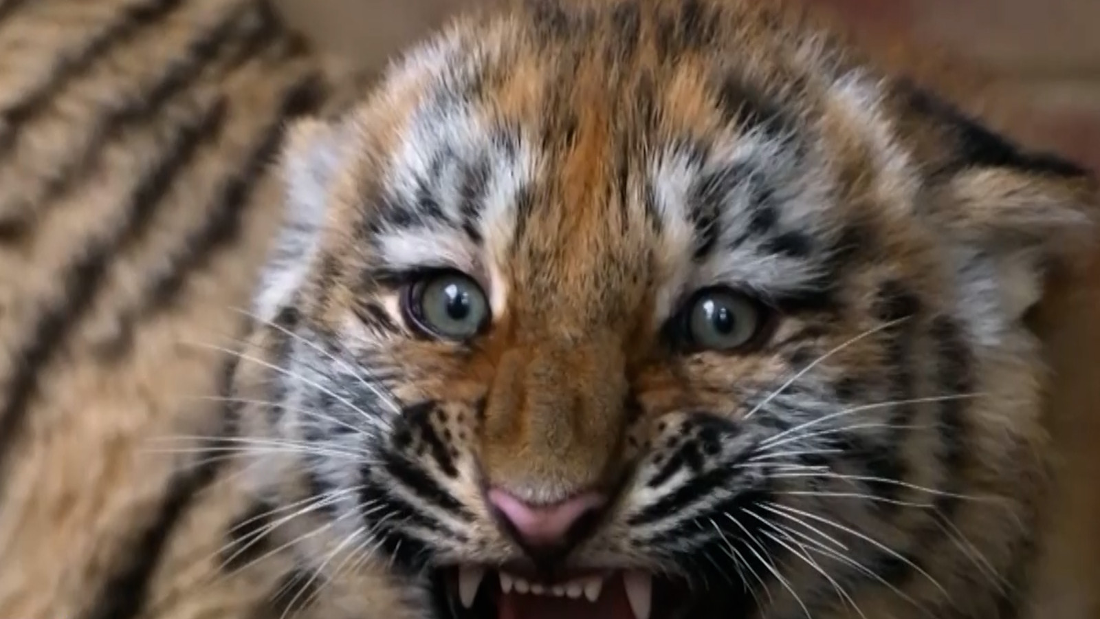 4 aylık minik kaplanların görüntüsü ilk defa yayınlandı