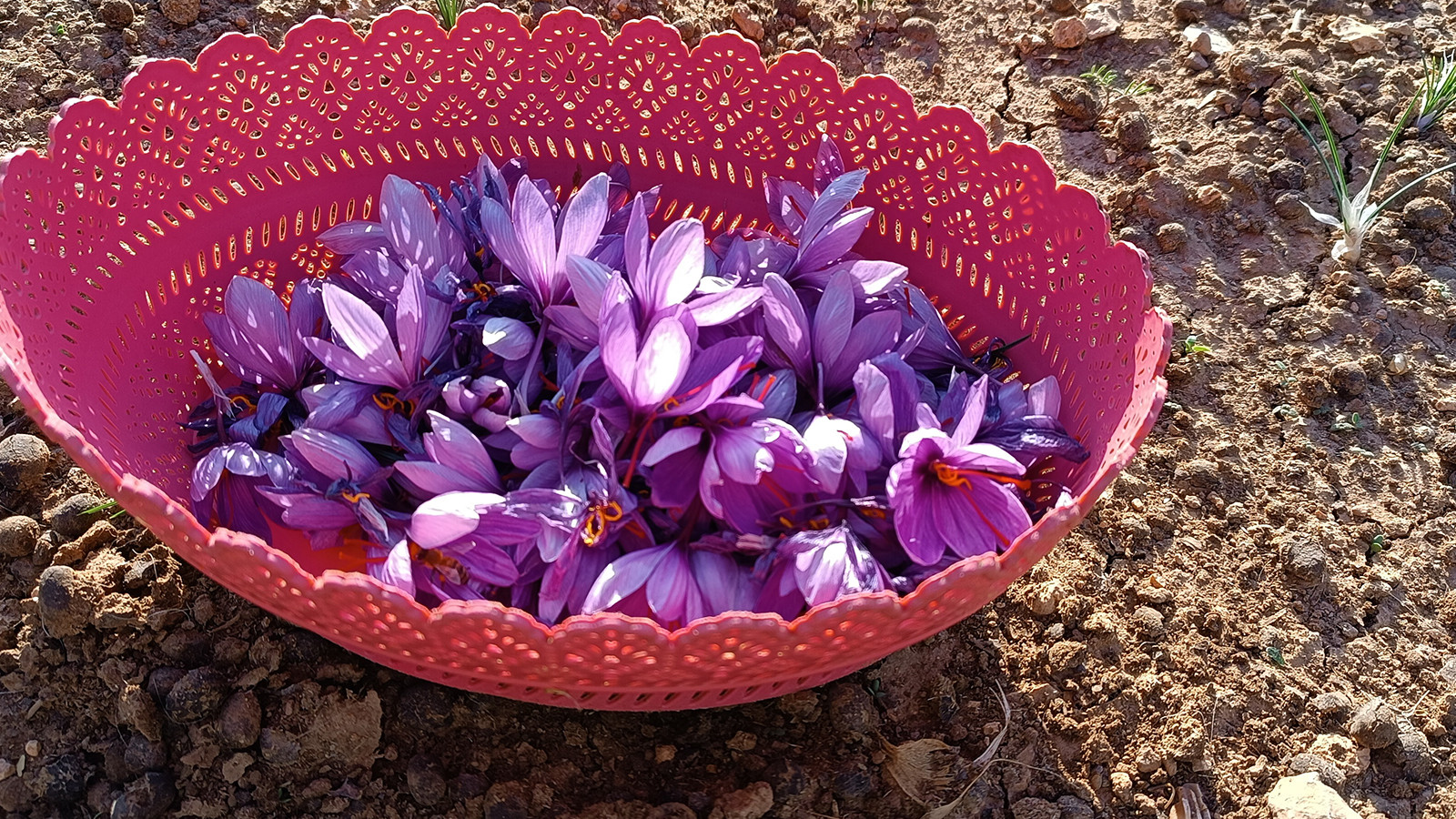 Dünyanın en pahalı baharatı! Batman'da üretti: 'Bu kadarını beklemiyorduk'