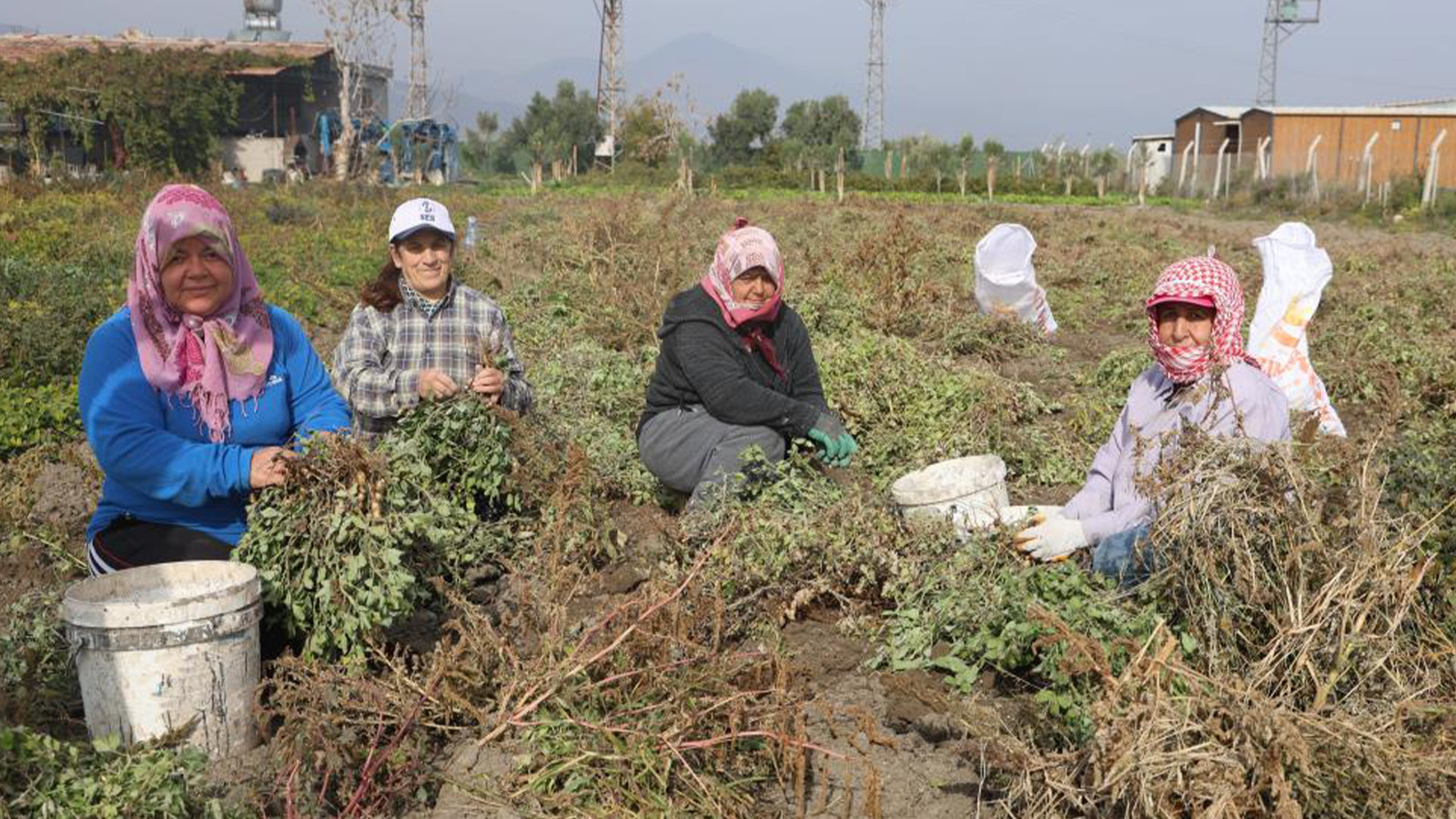 Hasat başladı; tarlada 60 TL'ye markette 150 TL'ye satılıyor