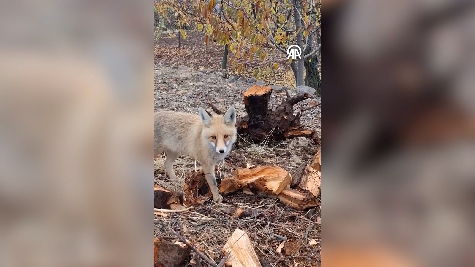 Malatyalı çiftçiyle tilkinin gülümseten sohbeti: Cep telefonu anbean kaydetti