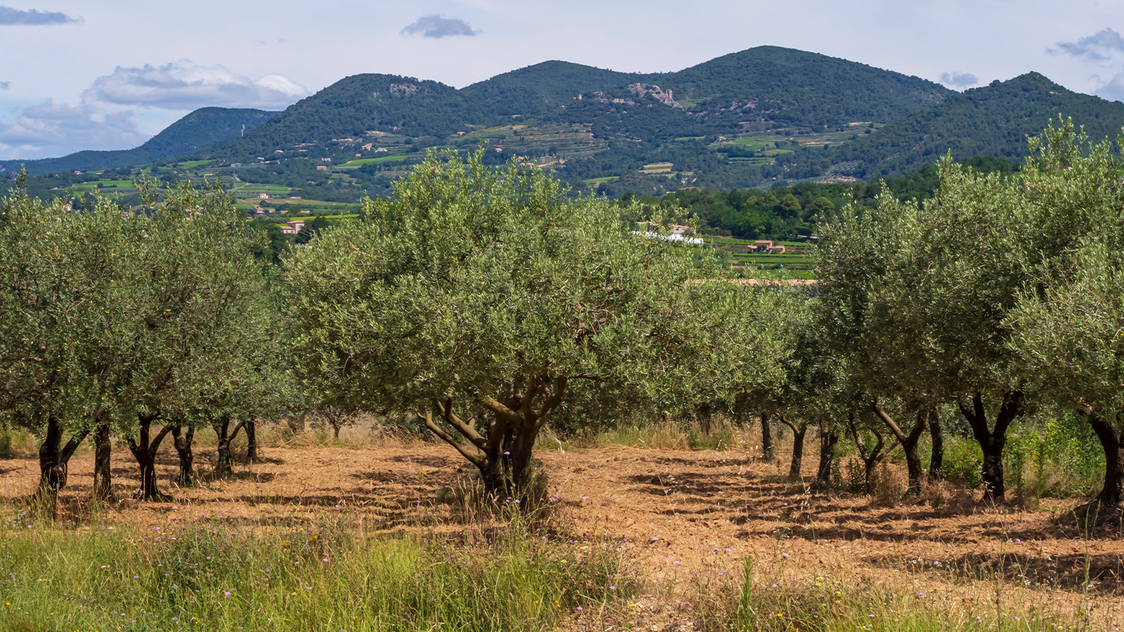 Nadir türler keşfediliyor! İşte Anadolu'nun Zeytin Atlası