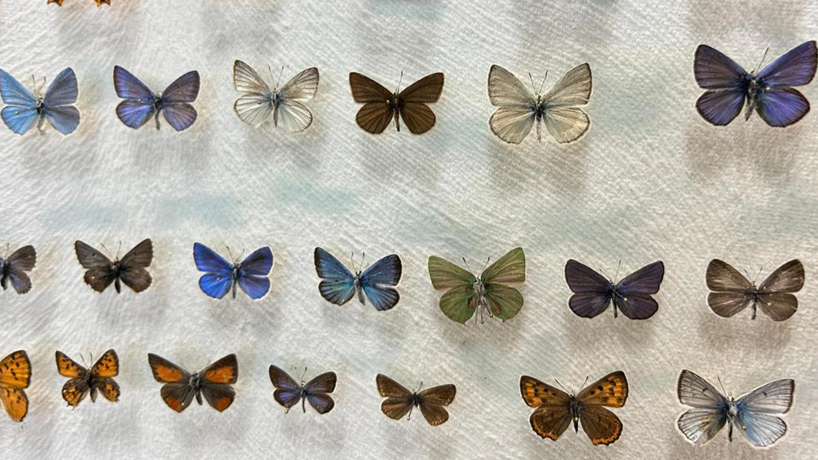 Sıradışı koleksiyon! Binlerce kelebek ve böcek var