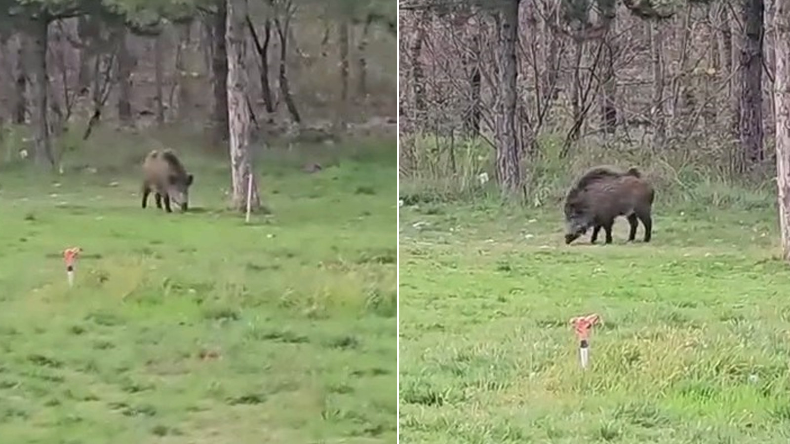 Trakya'da yaban domuzu da üniversiteli oldu