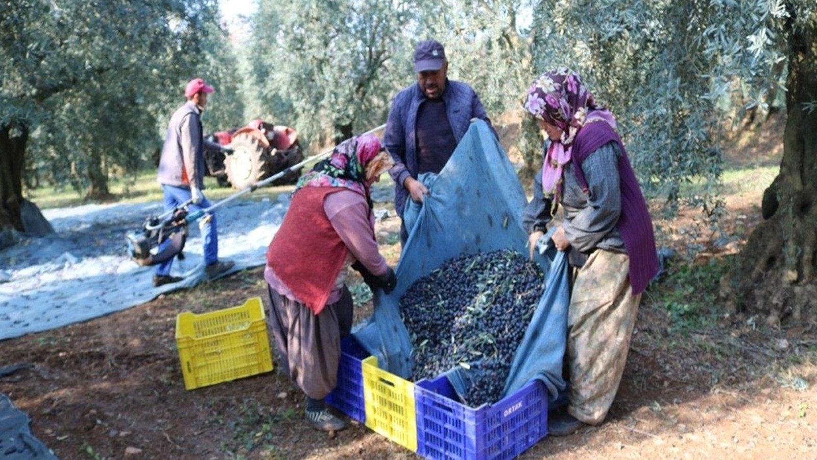 65 ülkeye 35 milyon dolarlık ihracat; zeytinde yeni hedef Orta Doğu pazarı