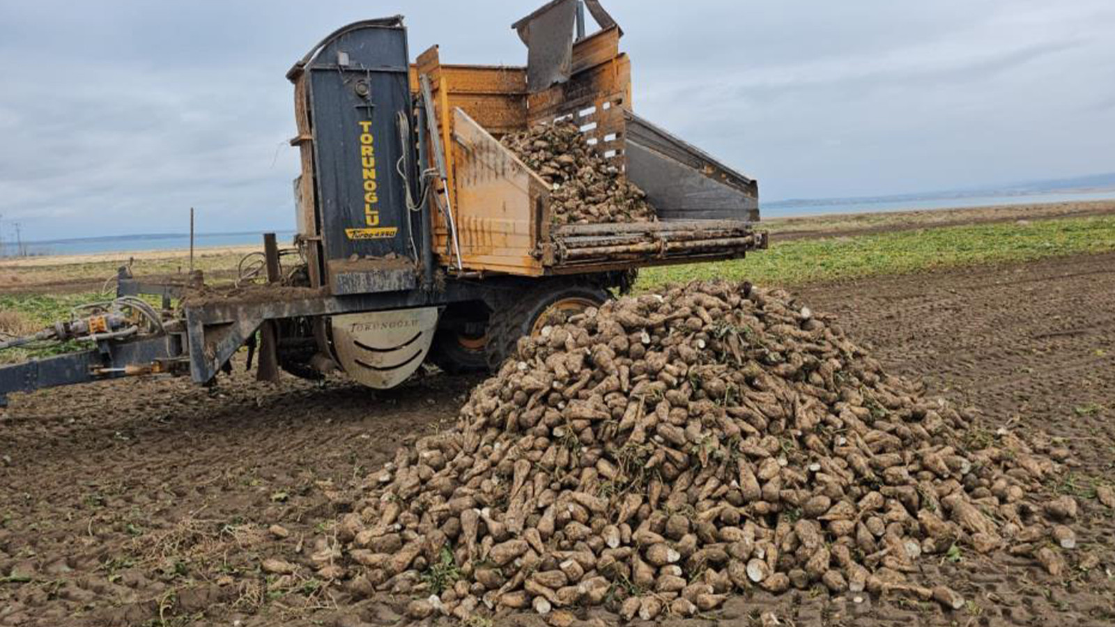 Toprağın altındaki mucize! Çiftçiler söküme başladı: Yetkililer desteklerin süreceğini açıkladı