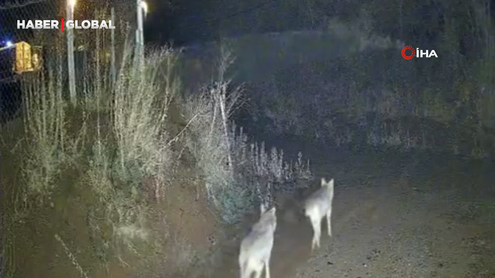 Yer Elazığ: Kurtlar sürü halinde görüldü!