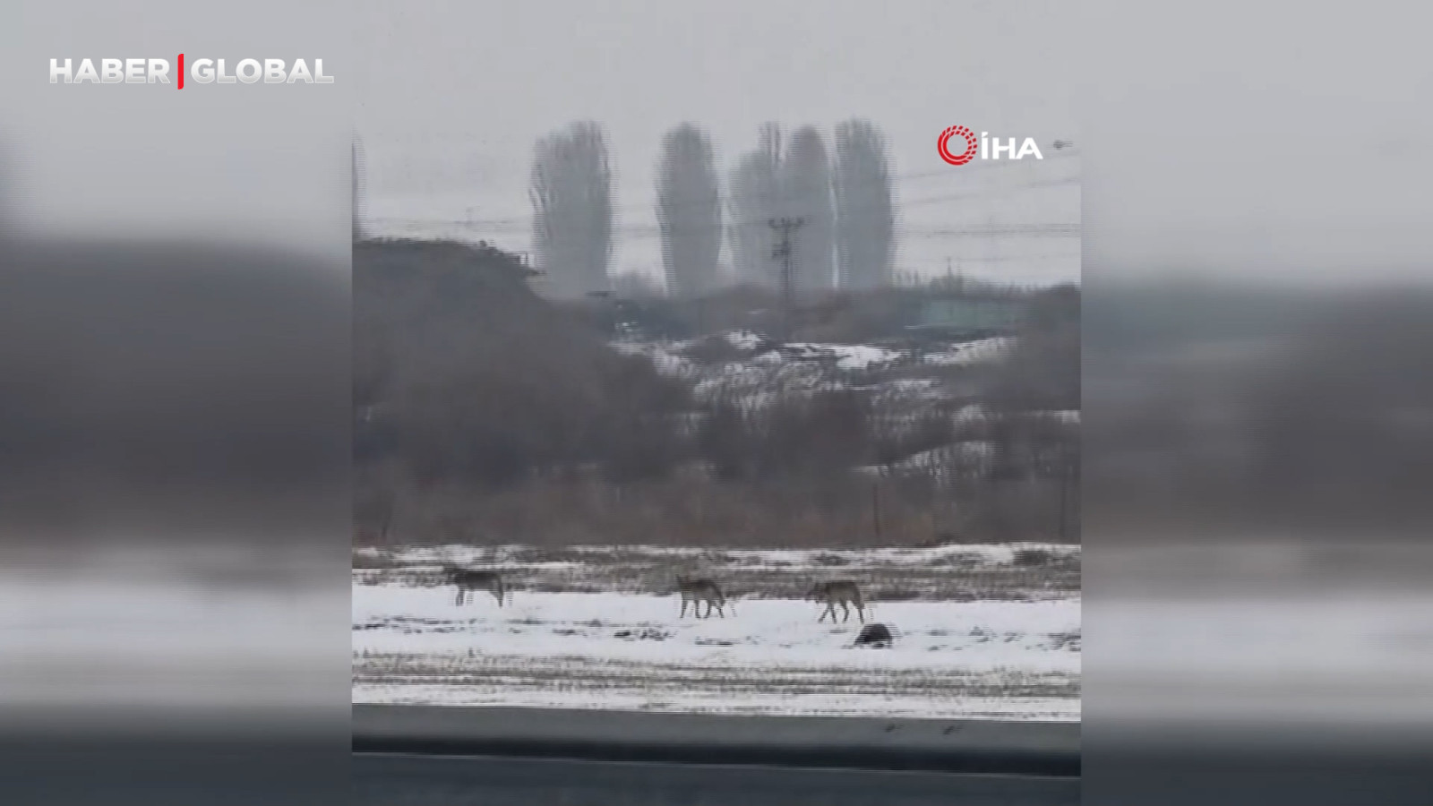 Aç kalan kurt sürüsü şehir merkezine indi