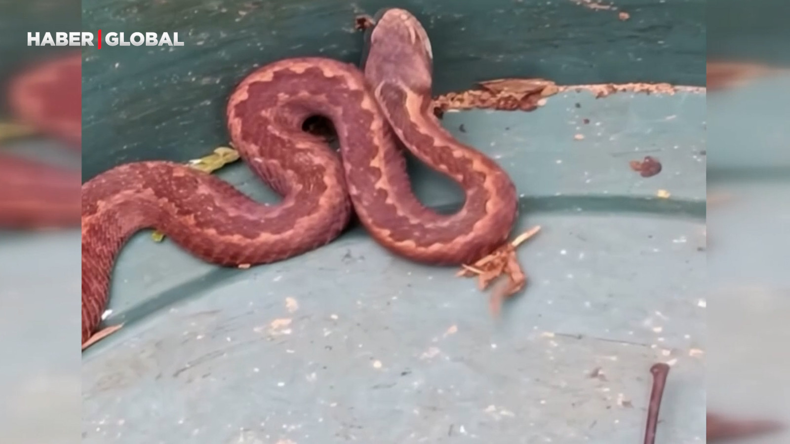 Artvin'de nadir görüntülenen anlar: Kış uykusunu unutan engerek kamerada