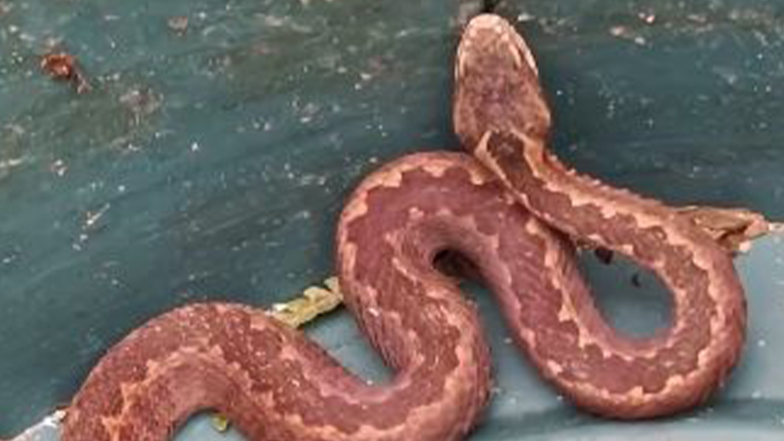 Ayılar ve yılanlar bu yıl kış uykusuna yatmadı