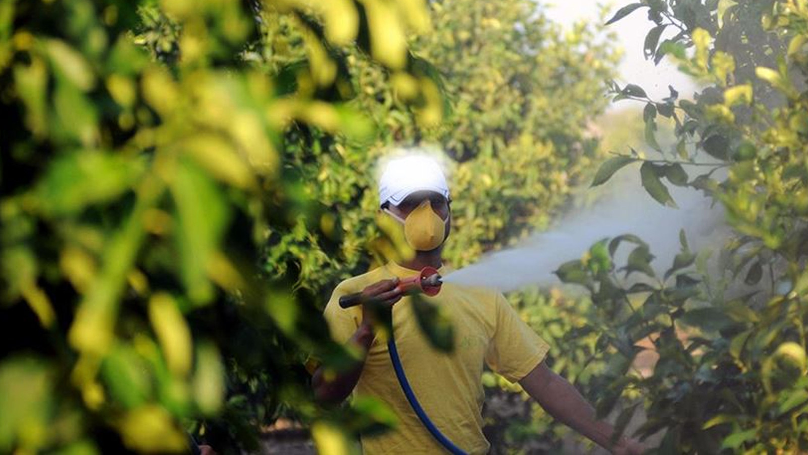 Tarım ilaçlarının satışında yeni düzenleme: Reçetesiz ve internetten satışı yasaklandı