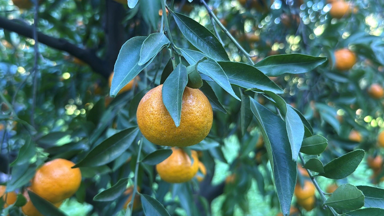Bodrum mandalinası dalında 20, manavda 100 lira