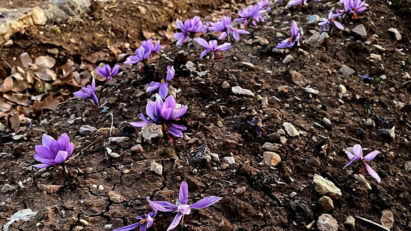 Dünyanın en pahalı baharatı: O ilimizde ilk kez üretildi