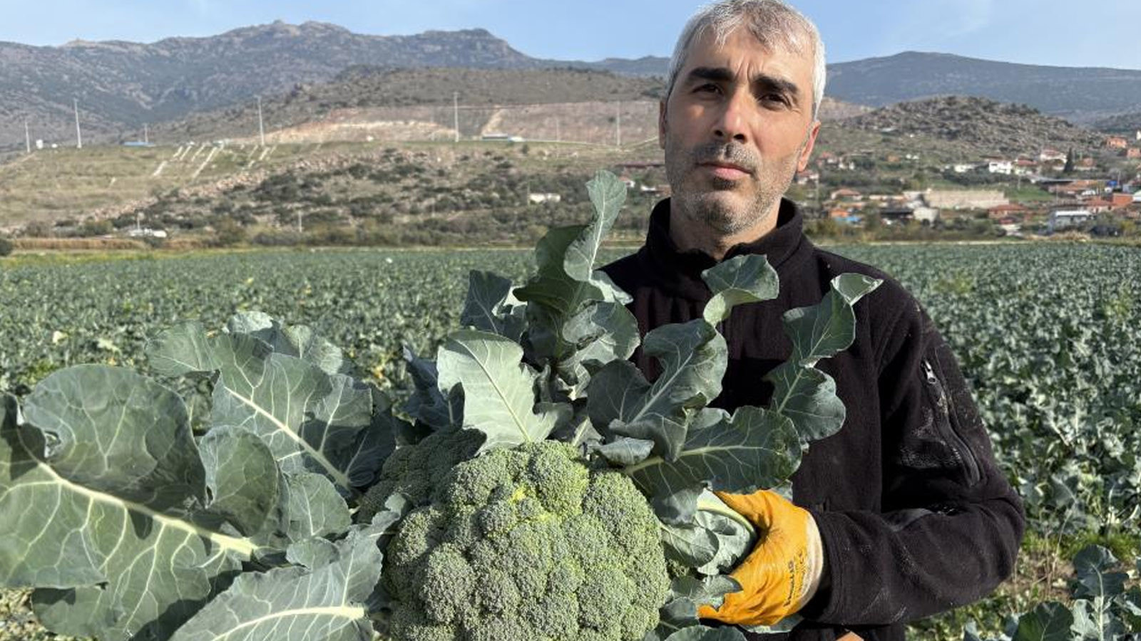 İzmir'de 'yeşil altın' bereketi: Bu yıl yüzleri güldürdü