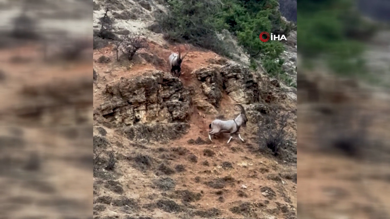 Tekelerin dağlık arazide liderlik kavgası! O anlar kamerada