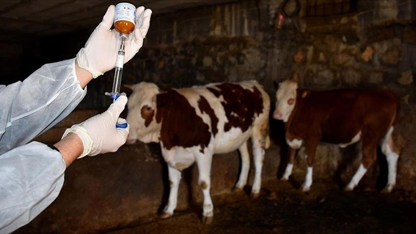 Şap etkisi raflara da yansıdı: Kırmızı ette fiyatlar cep yakıyor