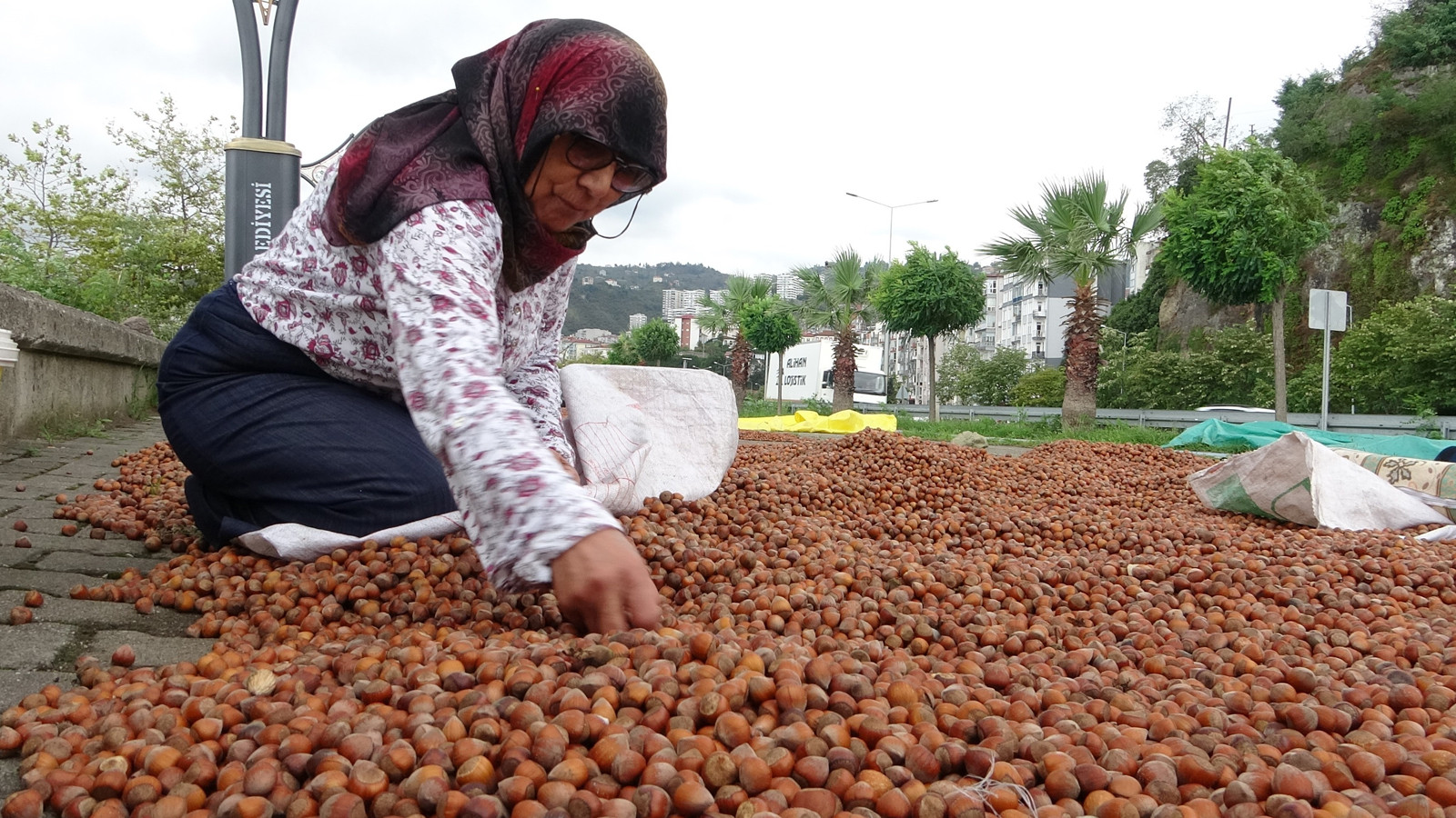 Fındık fiyatları dibi gördü!