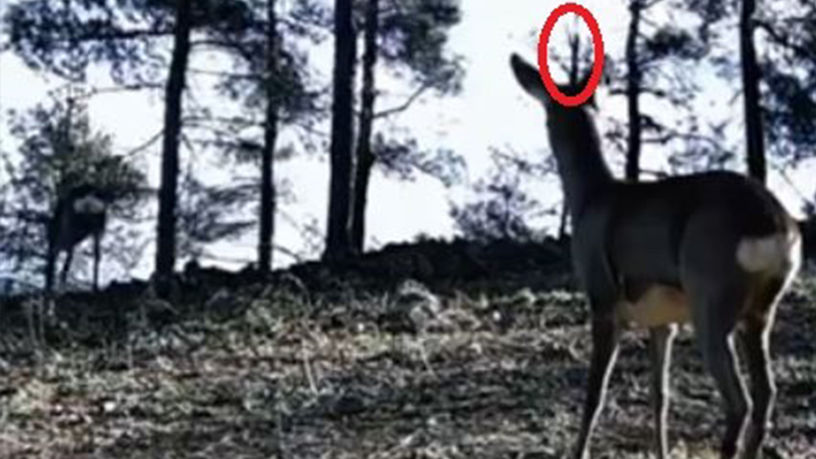 Tekirdağ'da görüntülendi: Boynuzu dikkat çekti