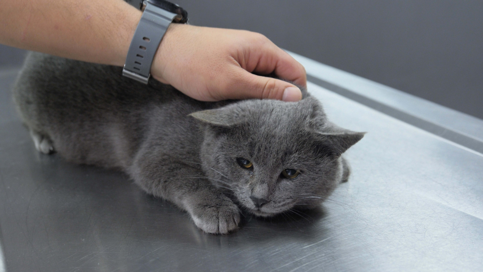 İştahsız kedisini veterinere götürdü, röntgeni görünce şoke oldu