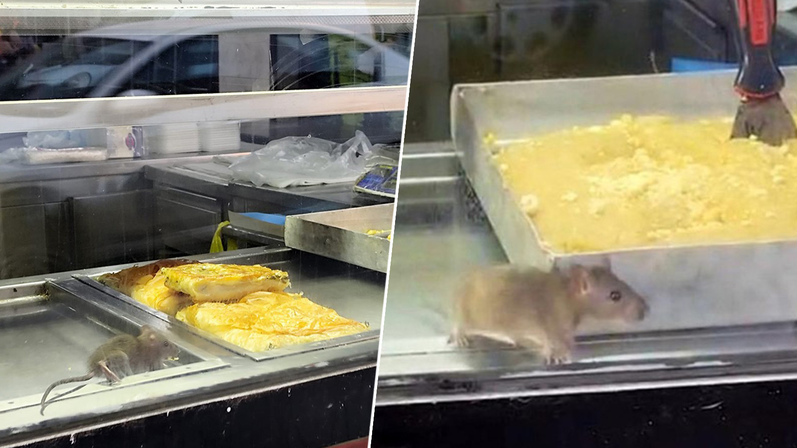 İzmir'de mide bulandıran görüntüler! Böreklerin arasında cirit attı