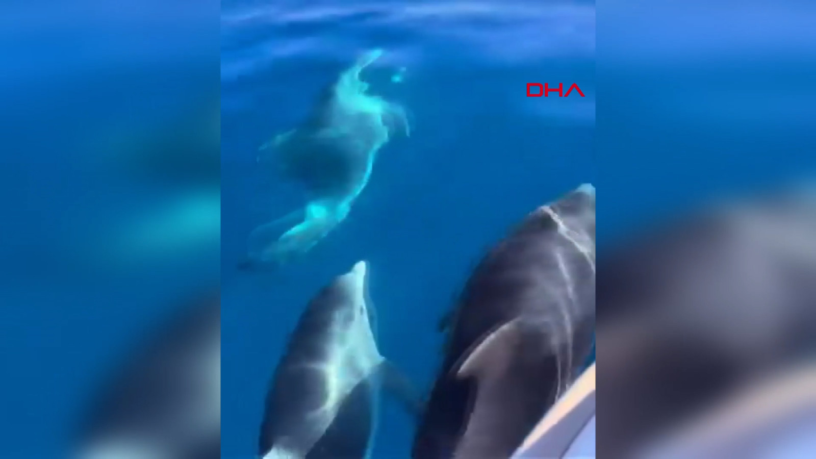 Muğla'da yunuslar eşliğinde tekne gezintisi