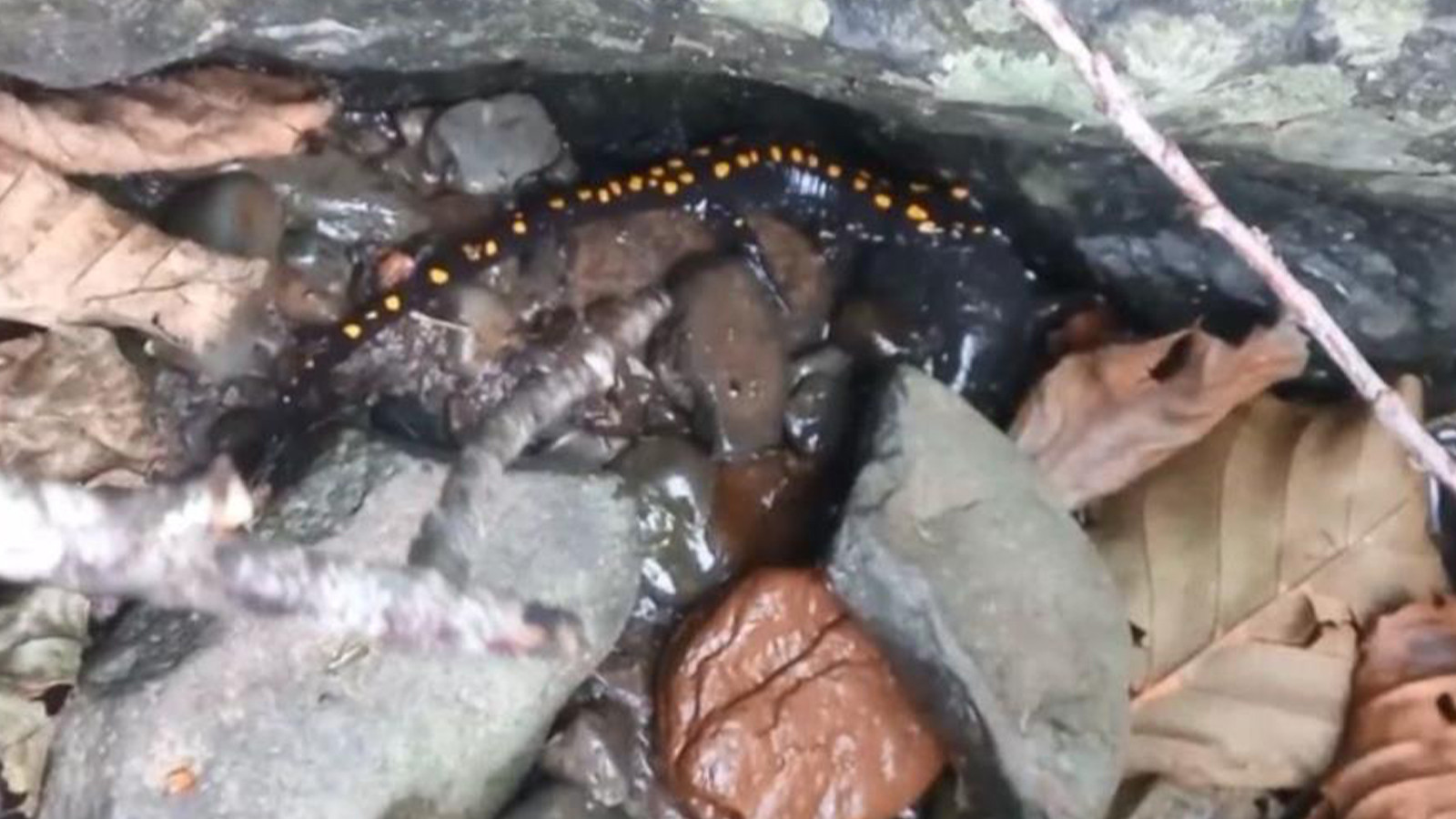 Nesli tehlike altında; Şavşat’ta görüntülendi