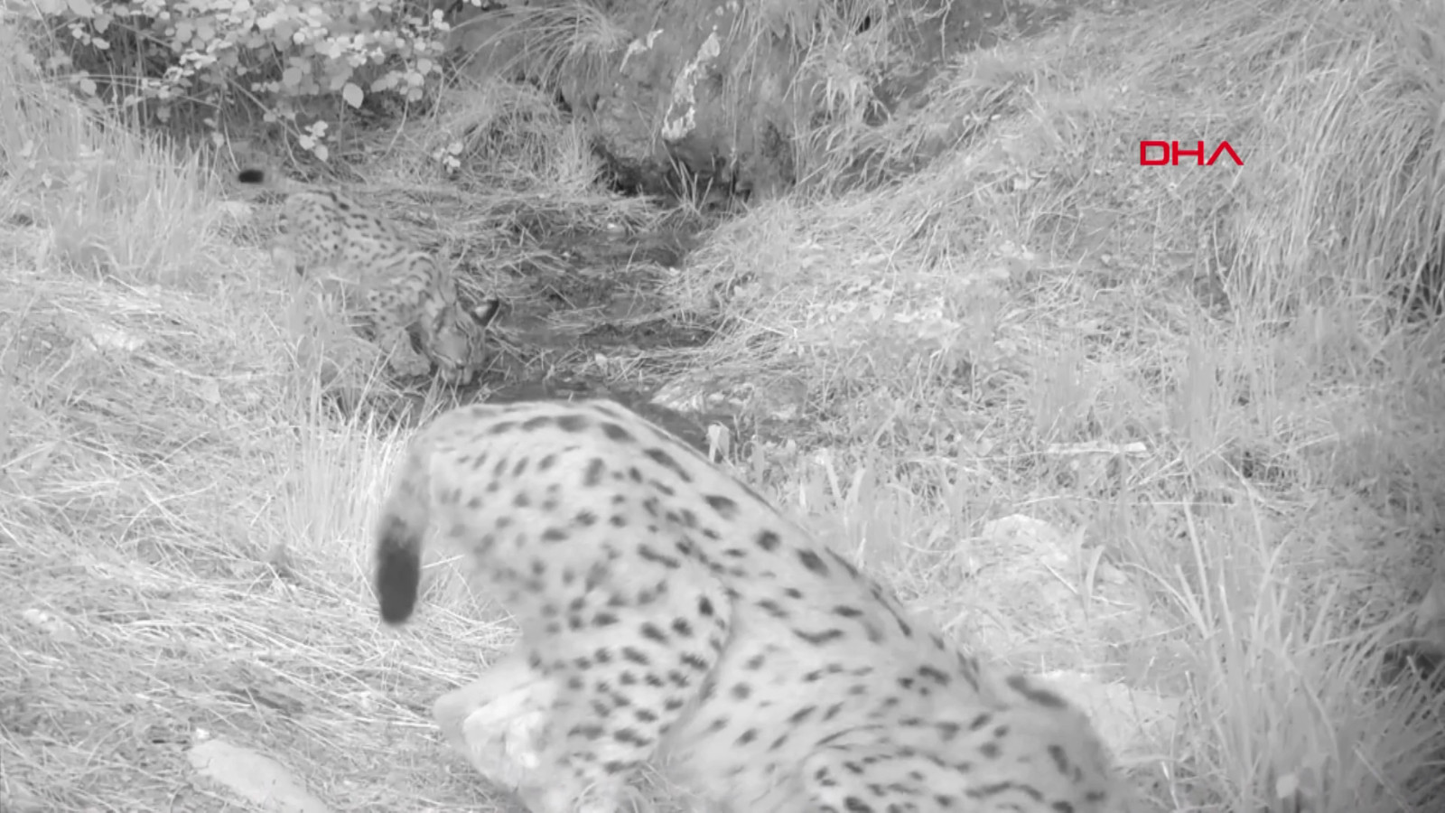 Yer Antalya: Yavru vaşaklar fotokapana yansıdı