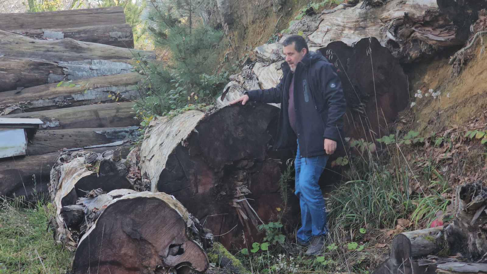 Kesilen 1183 yaşındaki porsuk ağacı, odun olmaktan kurtarıldı