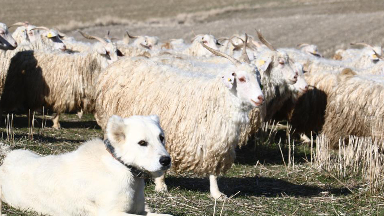 Nesilden nesile aktarılan gelenek: Dünyanın en iyisi burada yetiştiriliyor