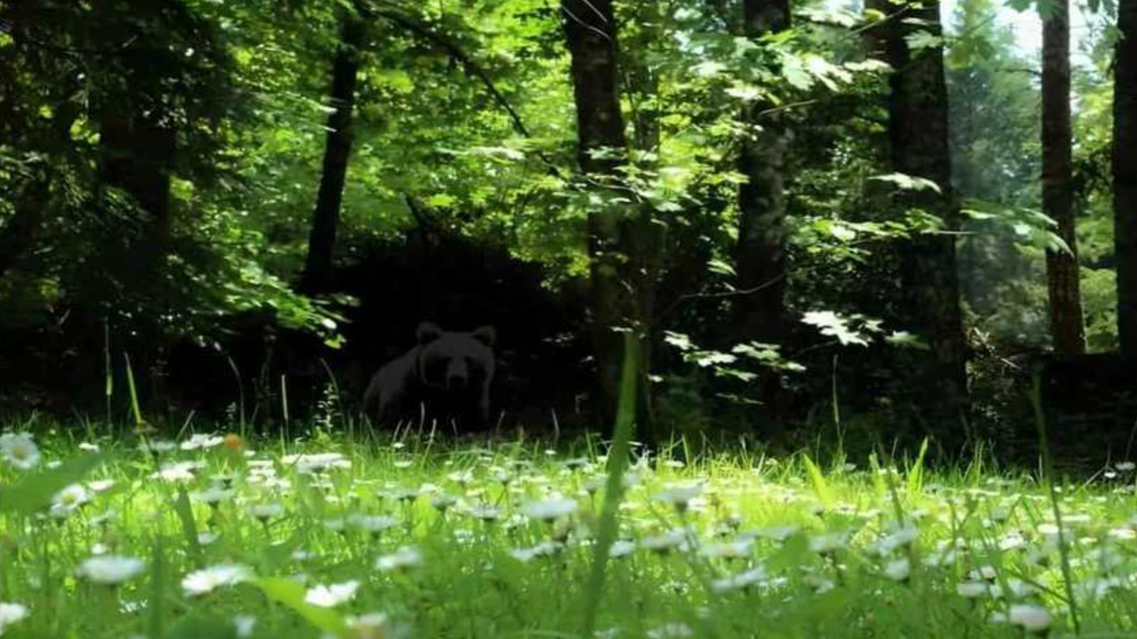 Gerçek dahiler 1 saniye bile düşünmüyor! Resimde gizli ayıyı 9 saniyede bulmak için en az 130 IQ gerekiyor