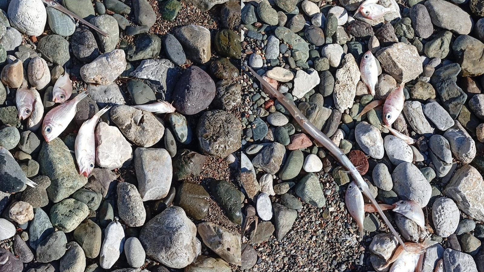 Tatil beldesinde korkutan görüntü!