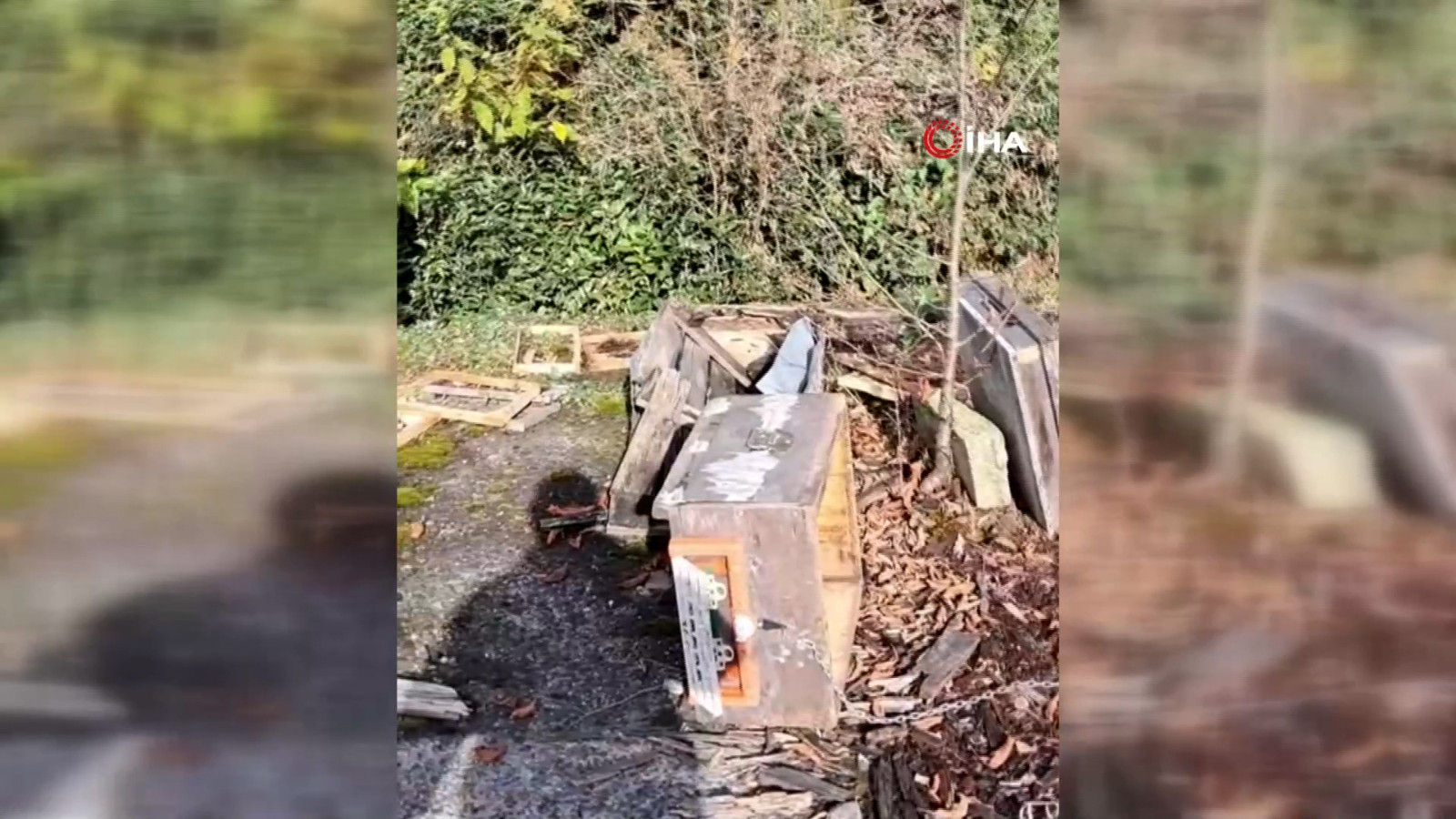 Ayının kovanlarına saldırdığı üreticiden isyan: "B…