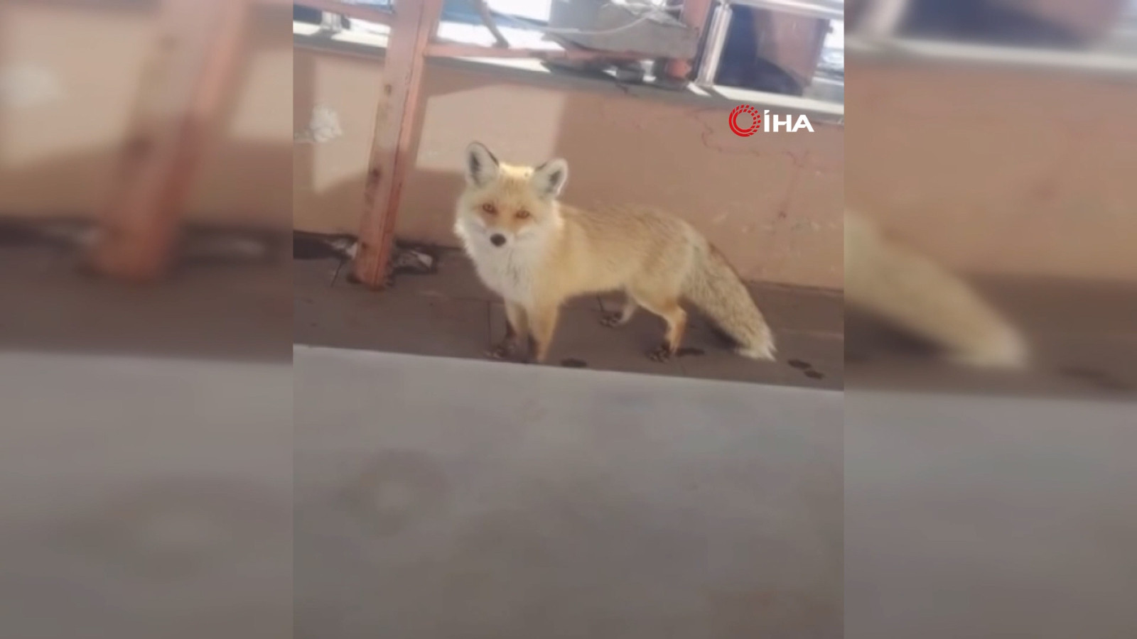 Ardahan'daki bakımevine sürpriz ziyaretçi: Yaban hayatının zorluğunu hatırlattı