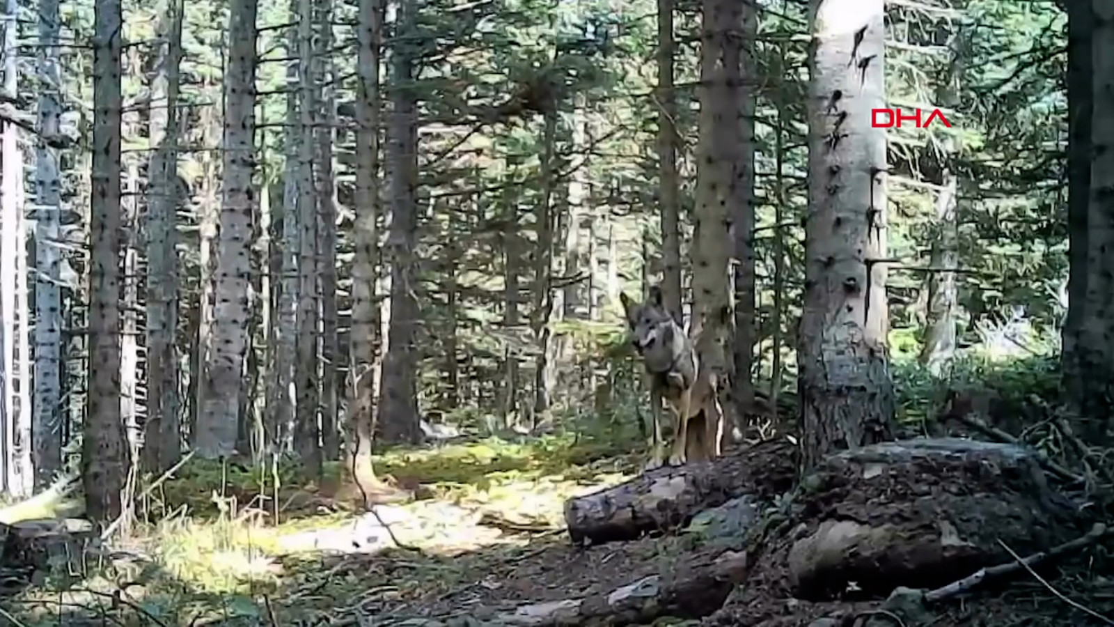 Fotokapanlara yansıdı: İşte Bolu ormanlarındaki yaban hayatı
