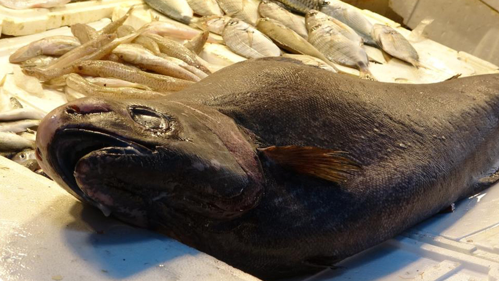 Sezonun en dikkat çekici avı; Akdeniz'de yakalandı, 1,5 metre boyunda