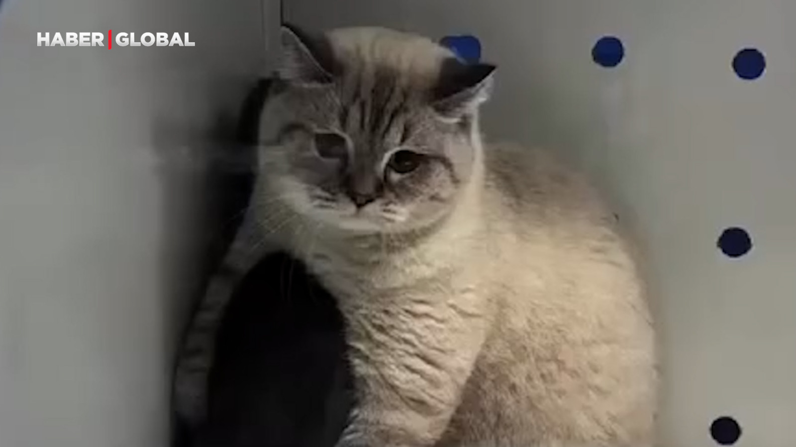 Barınaktaki en iyi arkadaşının sahiplenileceğini anlayan kedinin yaptıkları izlenme rekoru kırdı