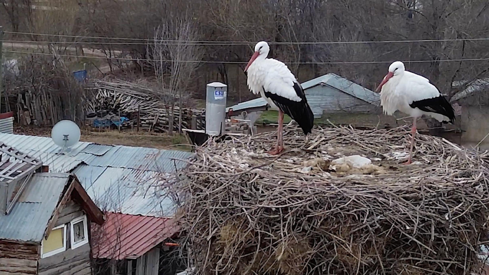 Leylekler köyü mesken tuttu: Yavruları uçup gitti …