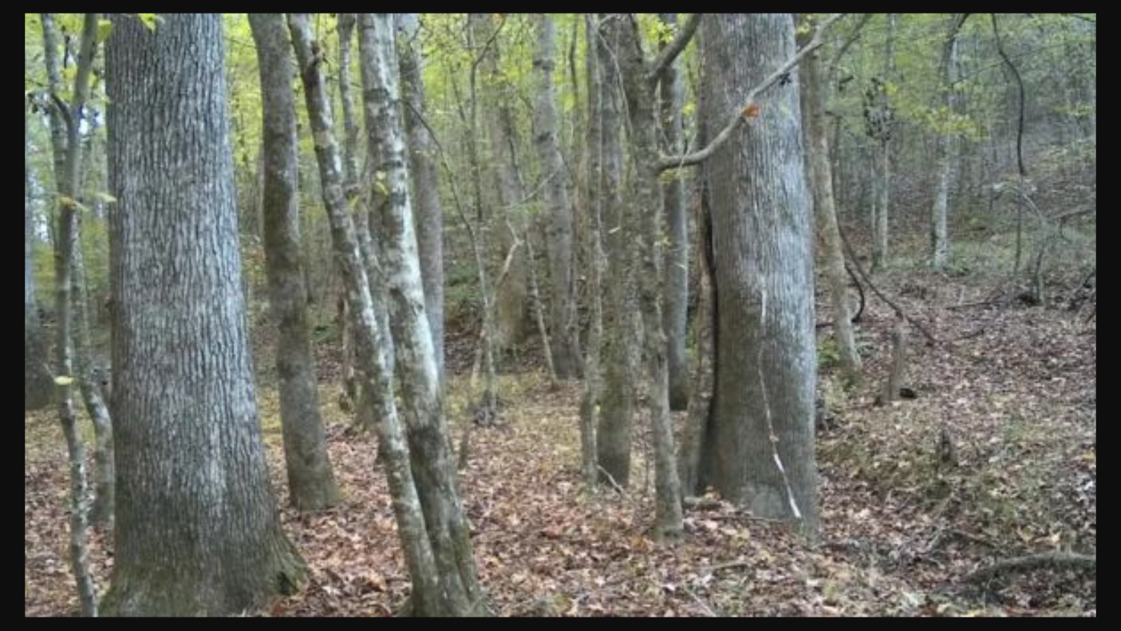 Ormanlar kralı bile bulamıyor! Ormanda gizli geyiği sadece en zekiler 9 saniye dolmadan buluyor