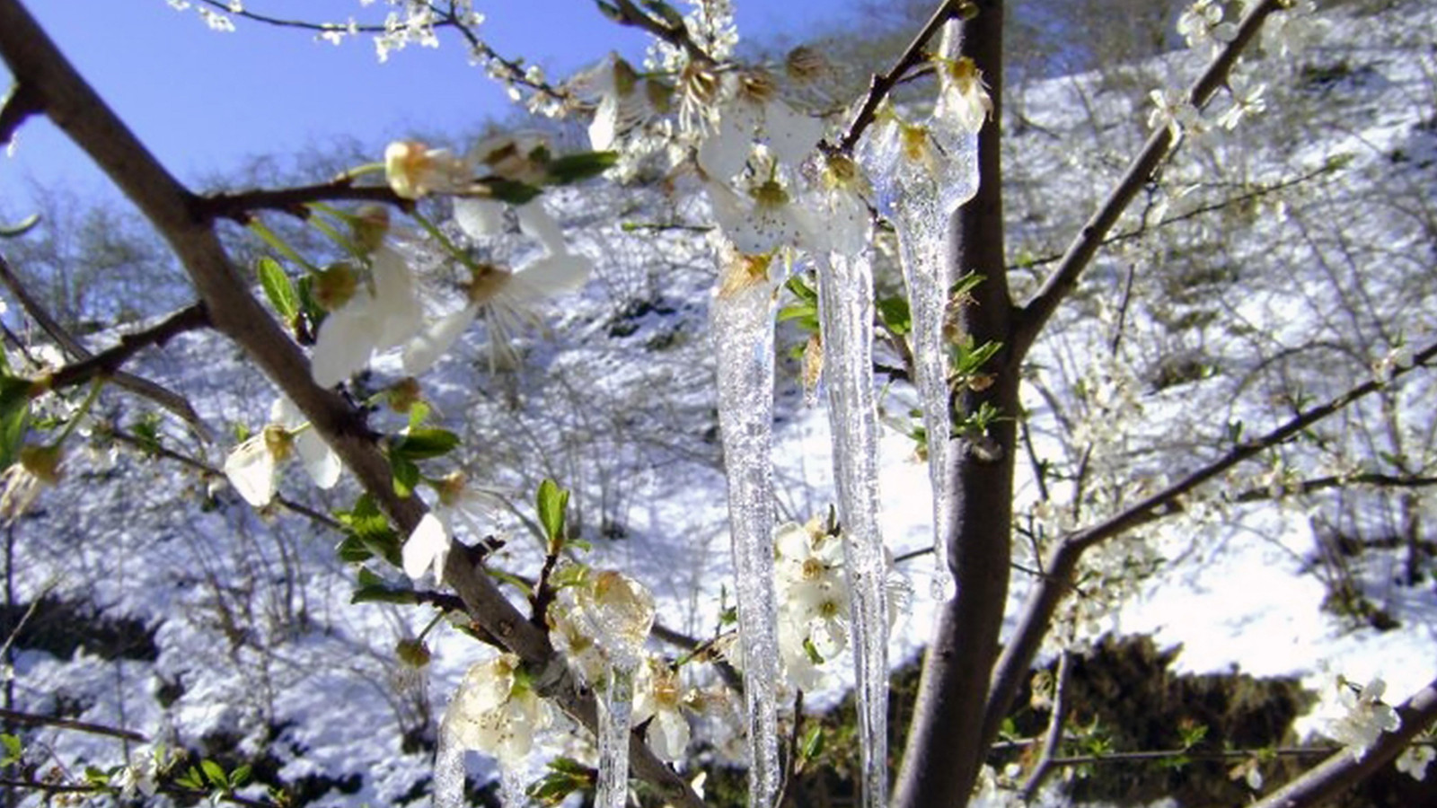 Aydın'da zirai don alarmı