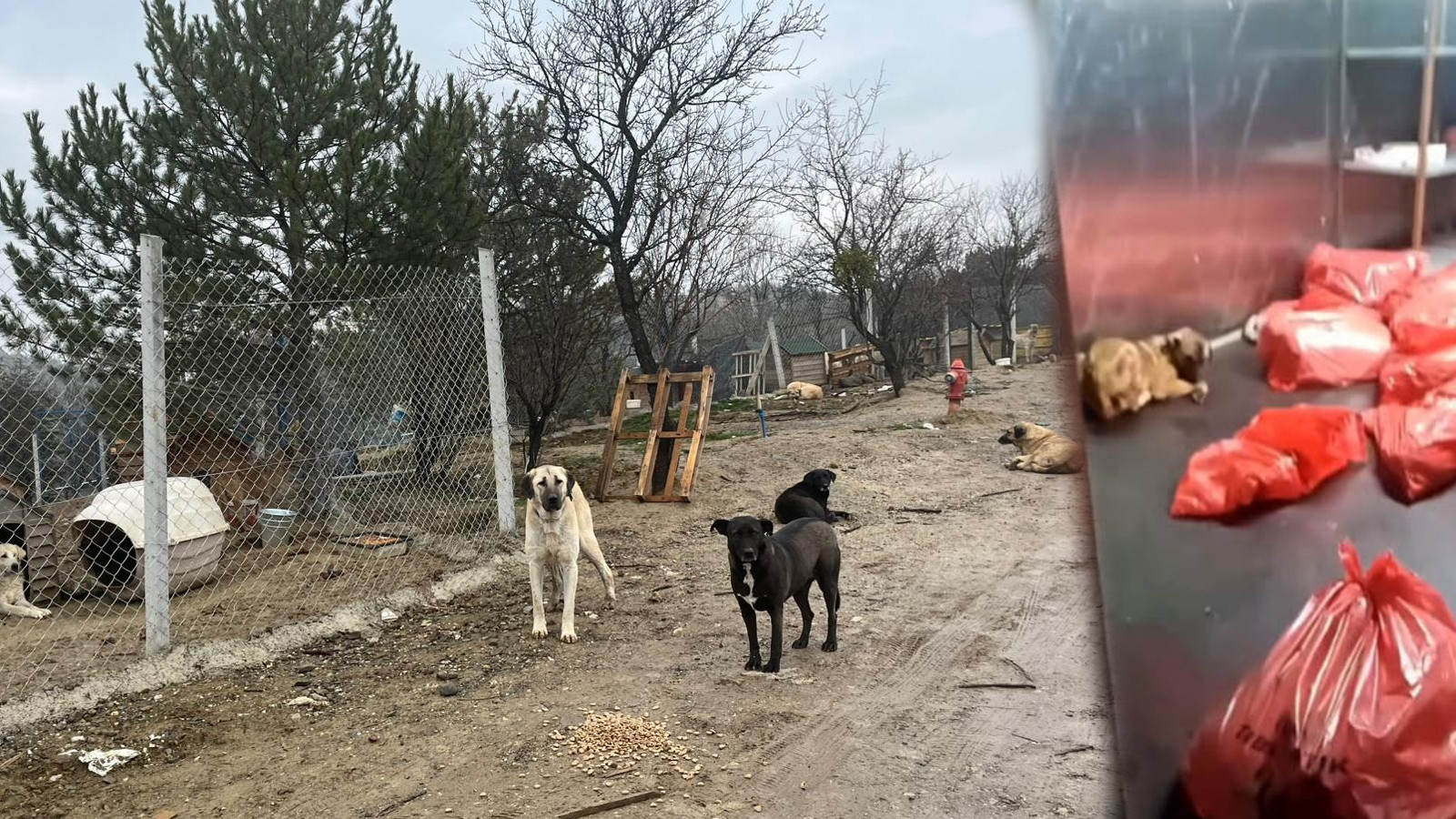 Barınakta çöp poşetlerinde ölü köpekler bulundu; soruşturma başlatıldı