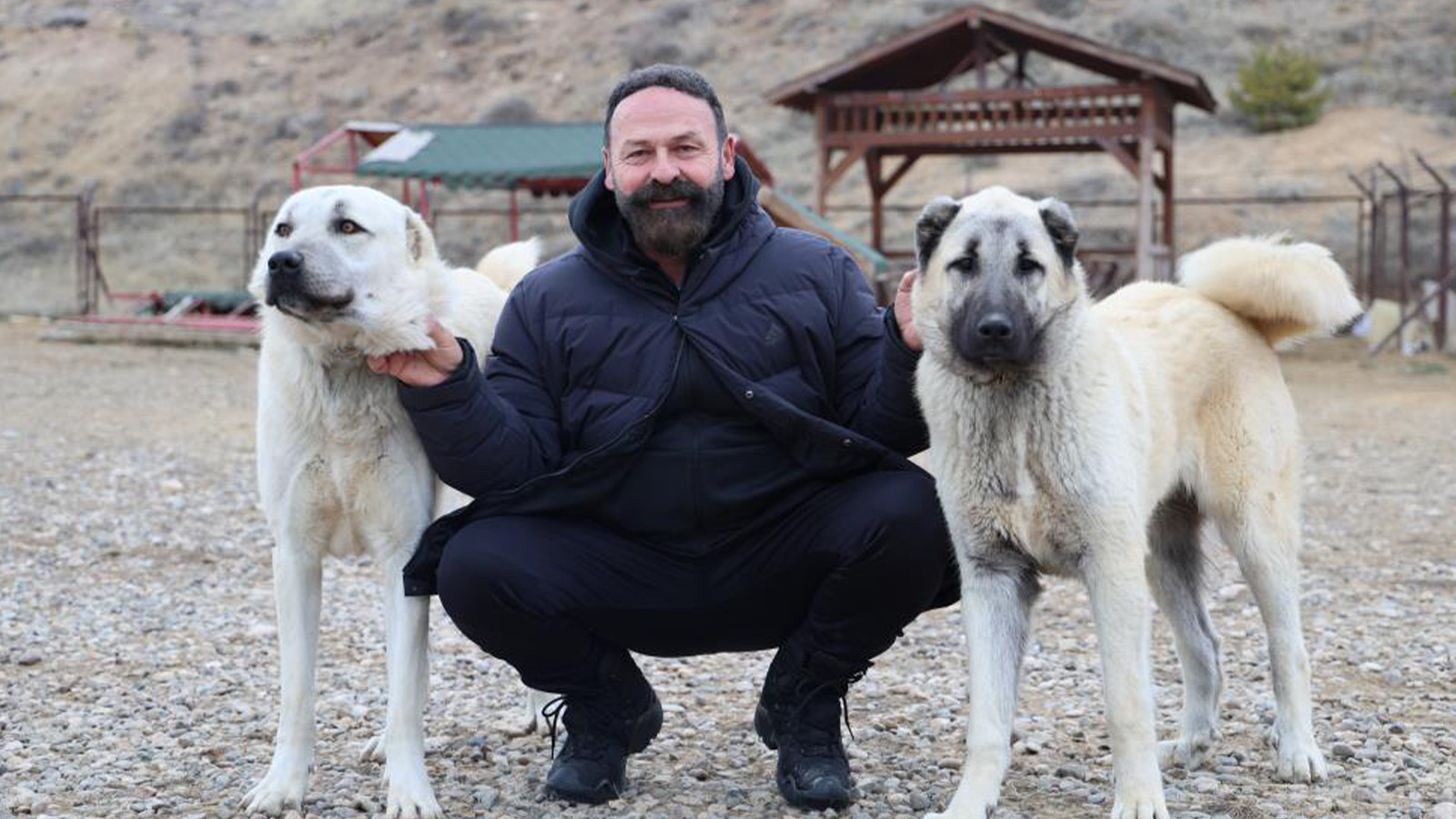 Vatandaşlar tedirgin; Sivas'ta aç kalan kurtlar yerleşimlere indi