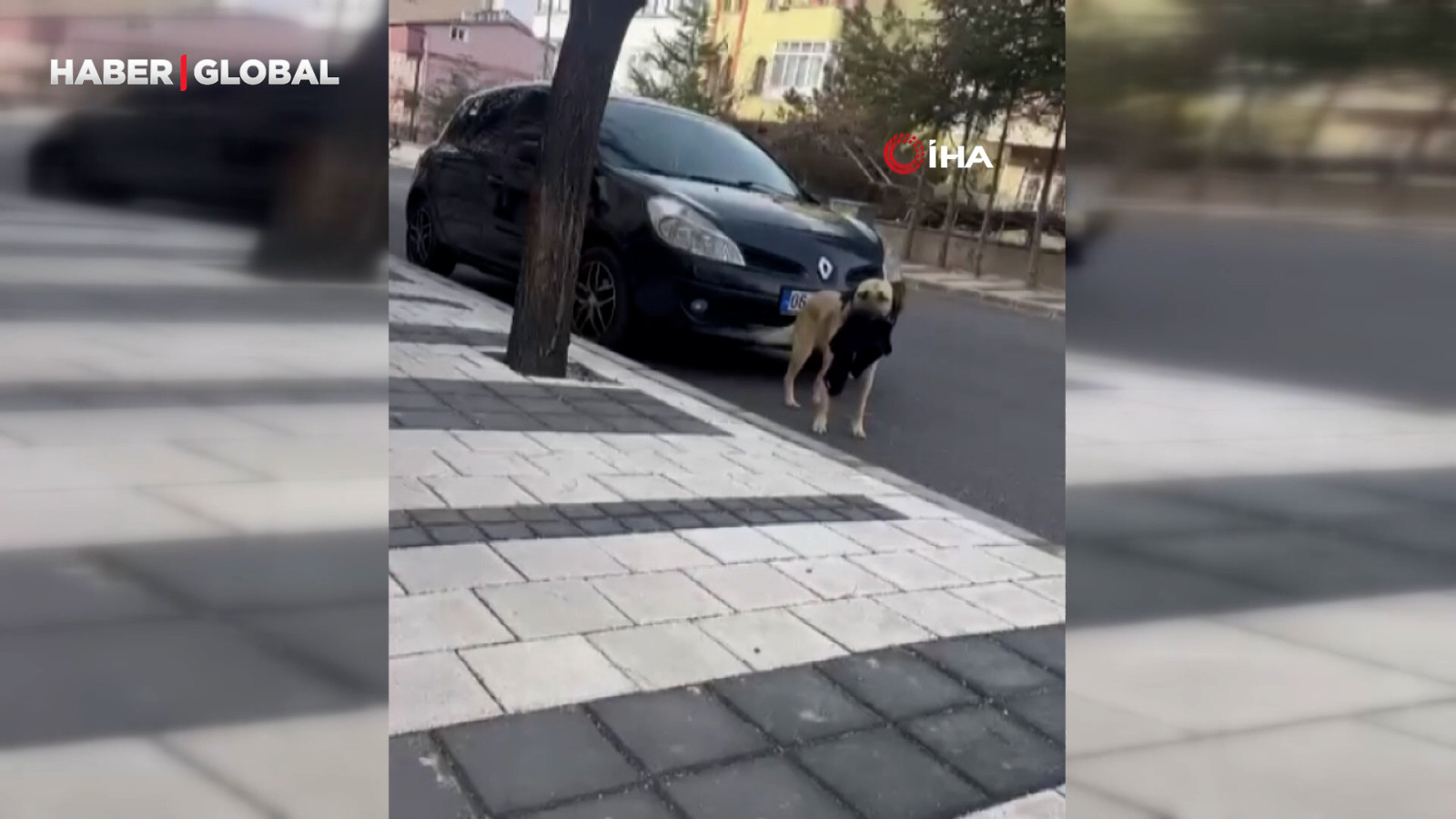 Acıkan köpek poğaça çaldı