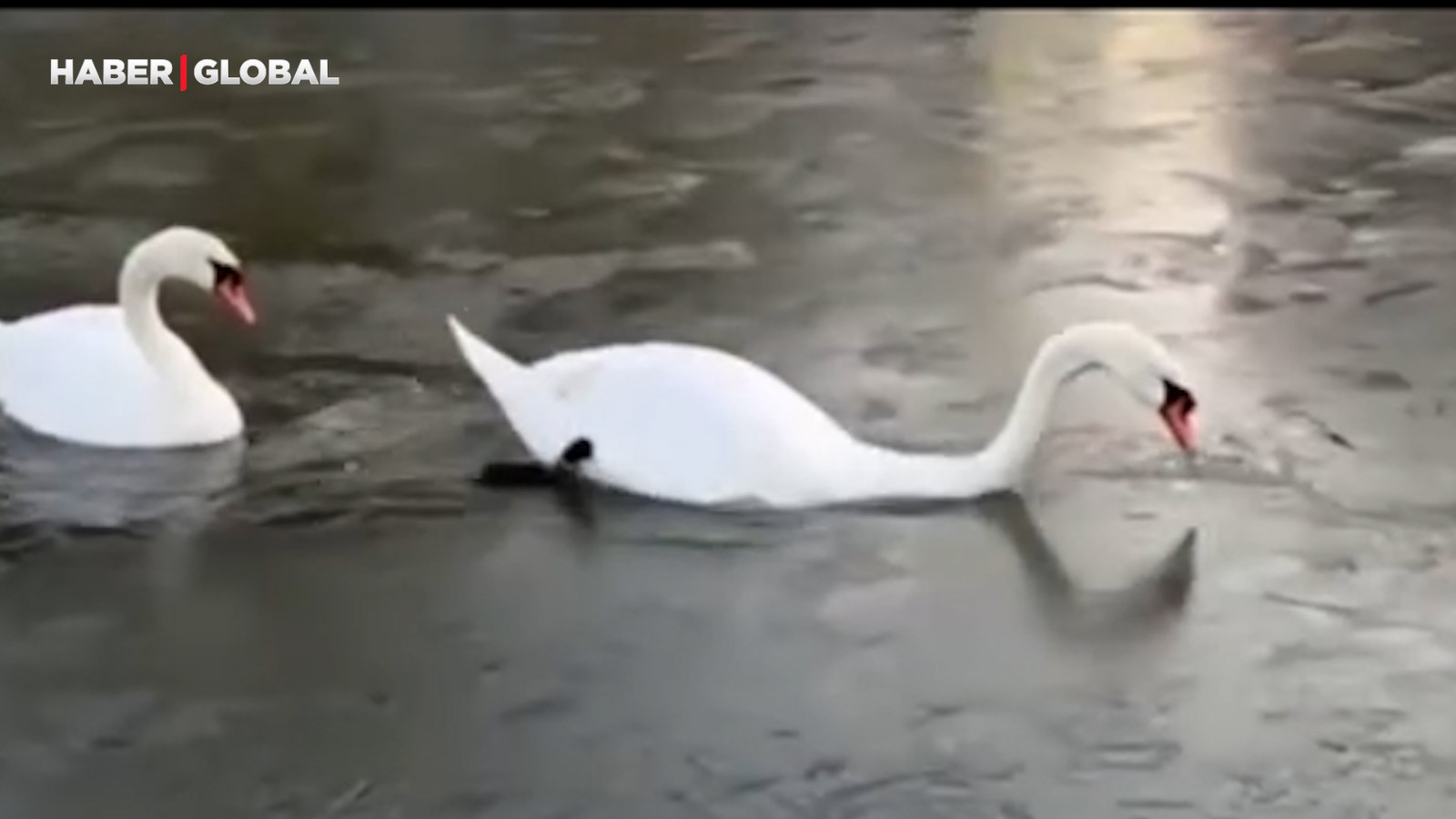 Erkek kuğunun ailesi geçebilsin diye göğsü ile buzu parçaladığı anlar viral oldu